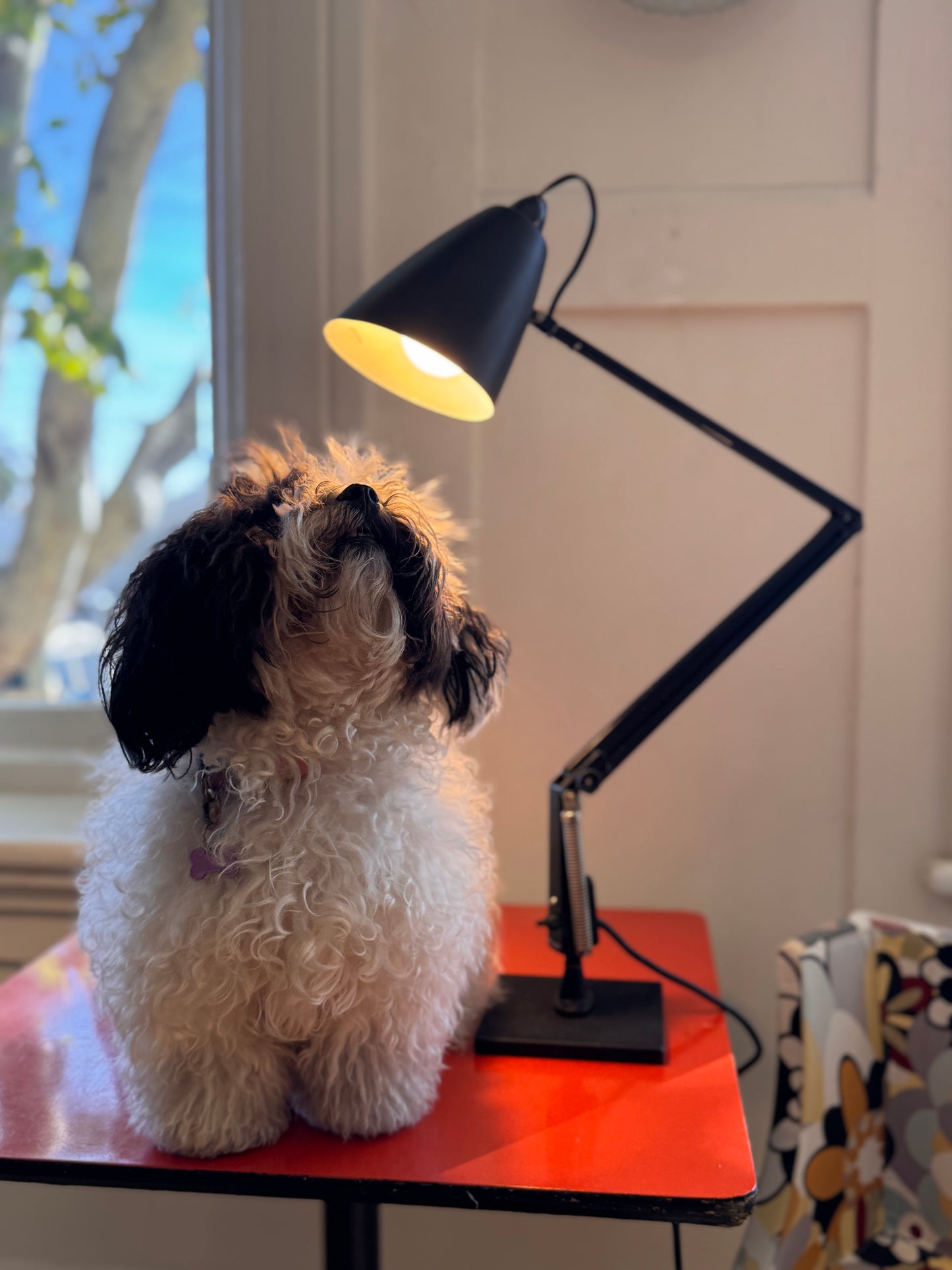 PLANET / Studio K Desk Lamp - Black
